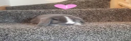 Mini Lop rabbits for sale: Blue-Eyed Mini Lop Babies - Advert 6