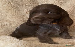 Cocker Spaniel dogs for sale: Adorable show cocker puppies - Image 13