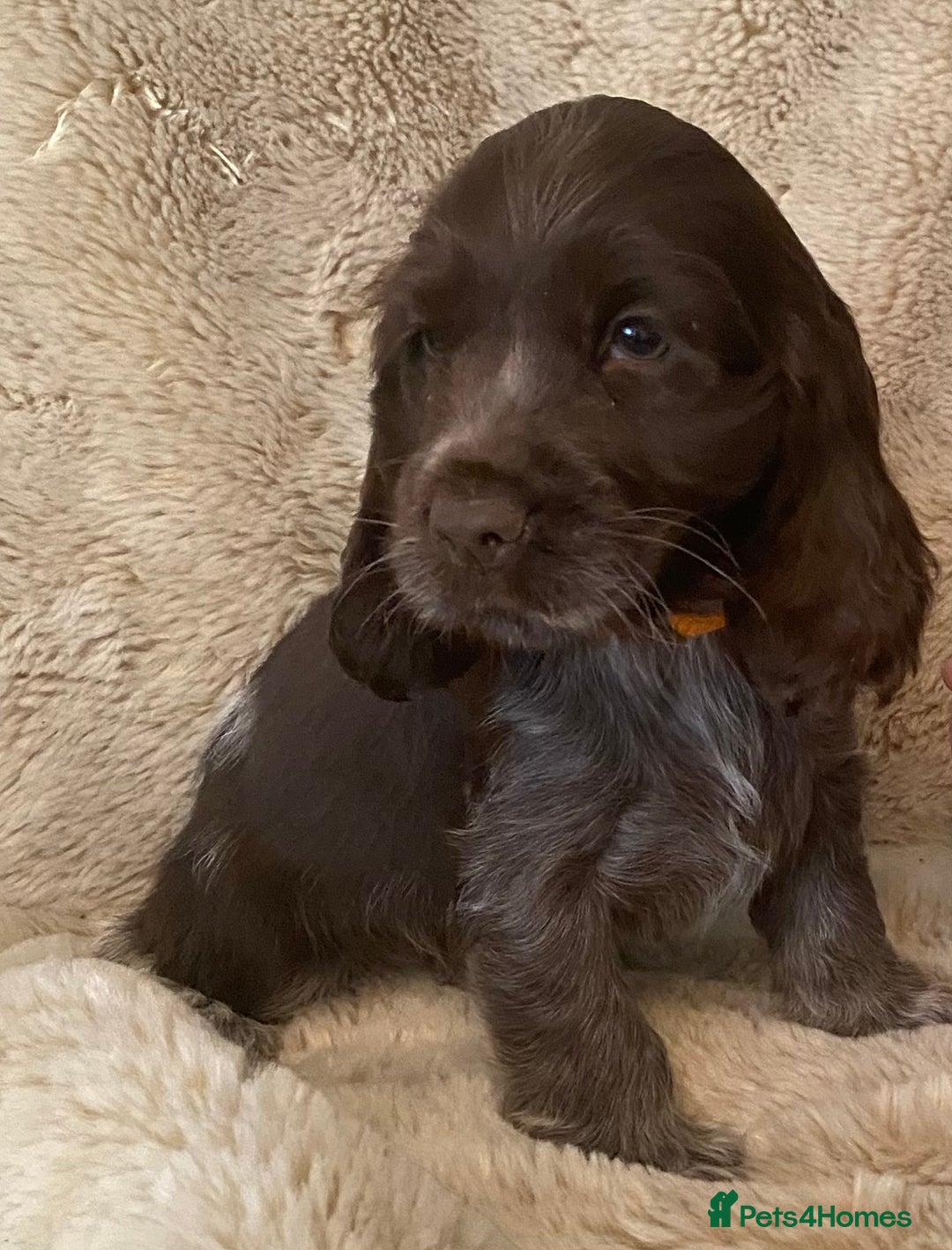 Cocker Spaniel dogs for sale: Adorable show cocker puppies - Image 13