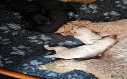 Toy Poodle dogs for sale: Toy poodle puppies  - Image 3
