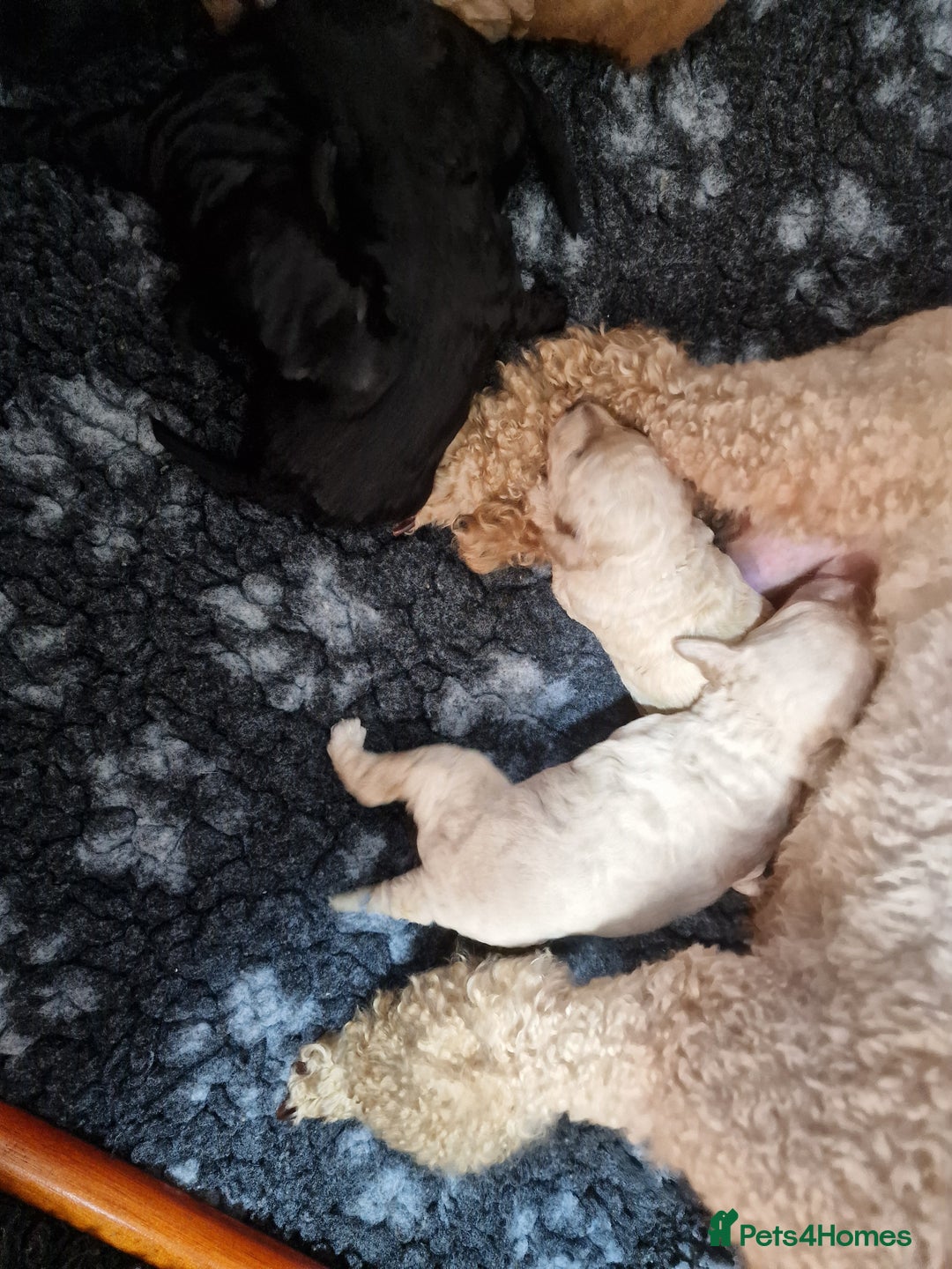 Toy Poodle dogs for sale: Toy poodle puppies  - Image 3