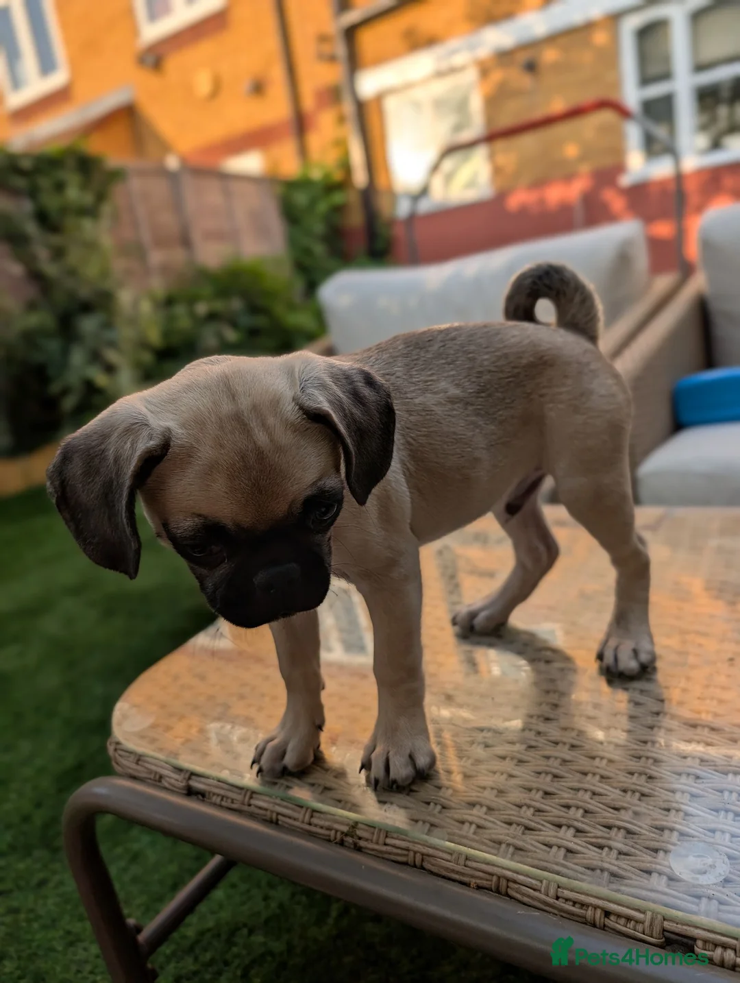 Pug dogs for sale: Loving Home Wanted for Pug Puppy - Advert 7