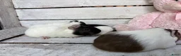 Guinea Pig rodents for sale: Trio of beautiful female baby guinea pigs for sale - Advert 5