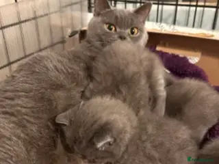 British Shorthair cats Blue cream and lilac British shorthairs - Advert 1
