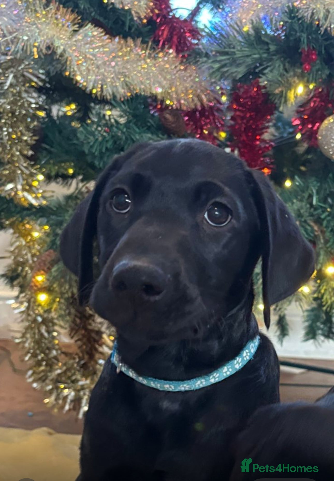 Labrador Retriever dogs Fully Health Tested Outstanding KC Reg Puppies - Advert 2