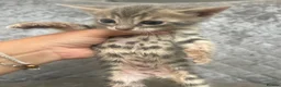 Bengal cats for sale: Gorgeous litter of TICA registered bengal kittens  - Advert 20
