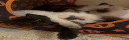 Mixed Breed cats for sale: Mixed Ragdoll & British long hair - Advert 4