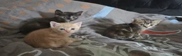 Mixed Breed cats for sale: Beautiful kittens to be homed  in Blackburn - Advert 9