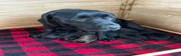 Labrador Retriever dogs for sale: Stunning KC Labradors. Crufts winner Stud dog - Advert 2