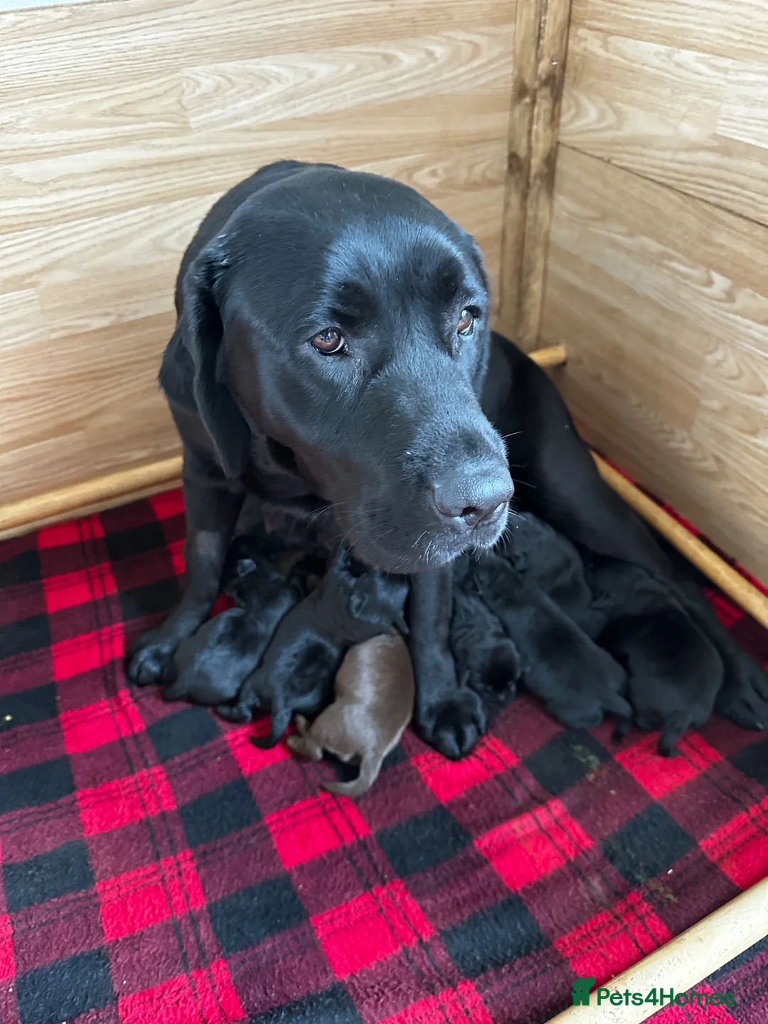 Labrador Retriever dogs for sale: Stunning KC Labradors. Crufts winner Stud dog - Advert 2