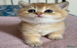 British Shorthair cats for sale: Champion line golden BSH - Image 19