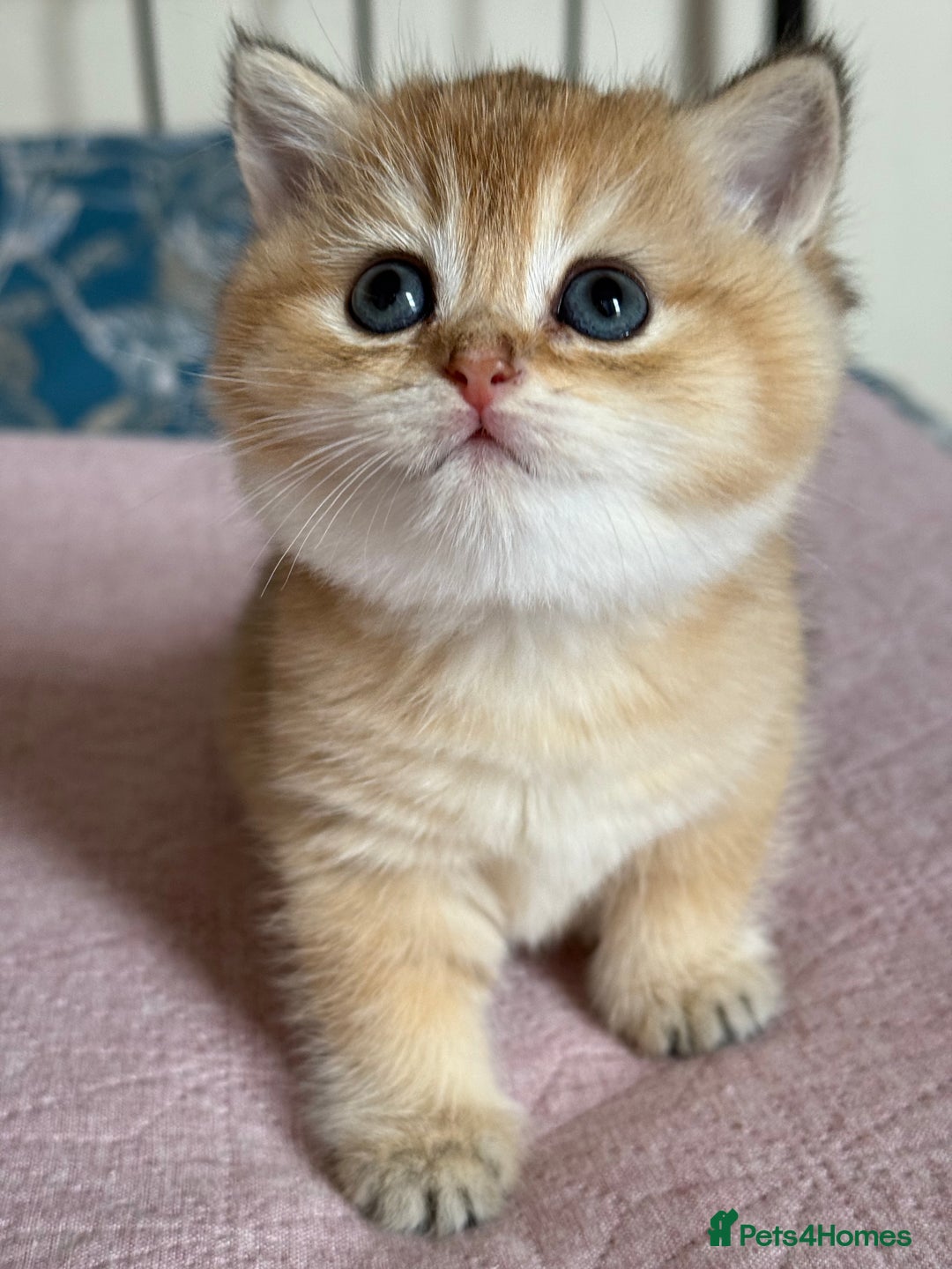 British Shorthair cats for sale: Champion line golden BSH - Image 19