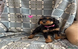 Mixed Breed dogs for sale: F1 MINI SCHNOODLE PUPPIES  - Image 3