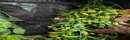 Frog reptiles for sale: Mossy frogs and enclosure  in Lechlade - Advert 2