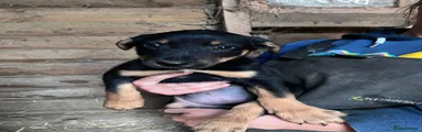 Huntaway Puppy 3