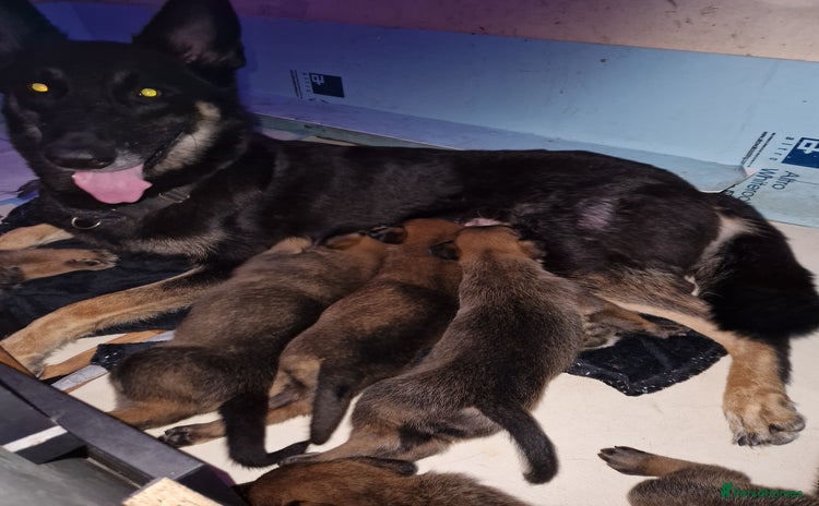 Belgian Shepherd Dog dogs - Advert 14