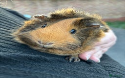 Guinea Pig rodents for sale: 1 male and 1 female guineapig  - Image 3