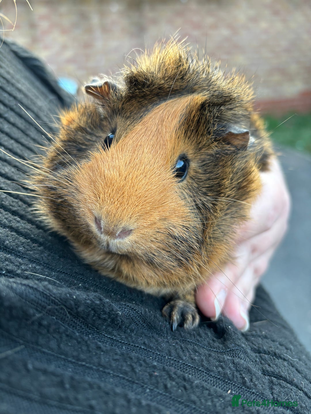 Guinea Pig rodents for sale: 1 male and 1 female guineapig  - Image 3