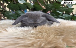 Mini Lop rabbits for sale: Pure bred Mini Lop Bunnies - Image 17