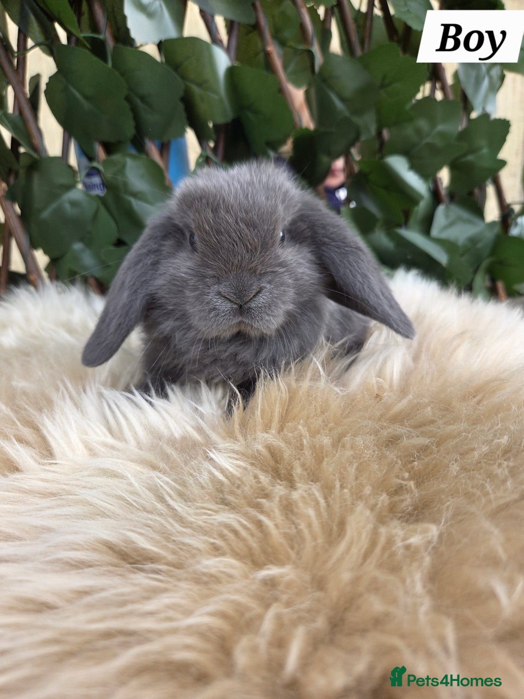 Mini Lop rabbits for sale: Pure bred Mini Lop Bunnies - Image 17