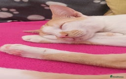 Mixed Breed cats for adoption: Sweet cuddly Carrot is a perfect family cat  - Image 3