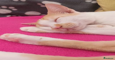 Mixed Breed cats - Advert 3