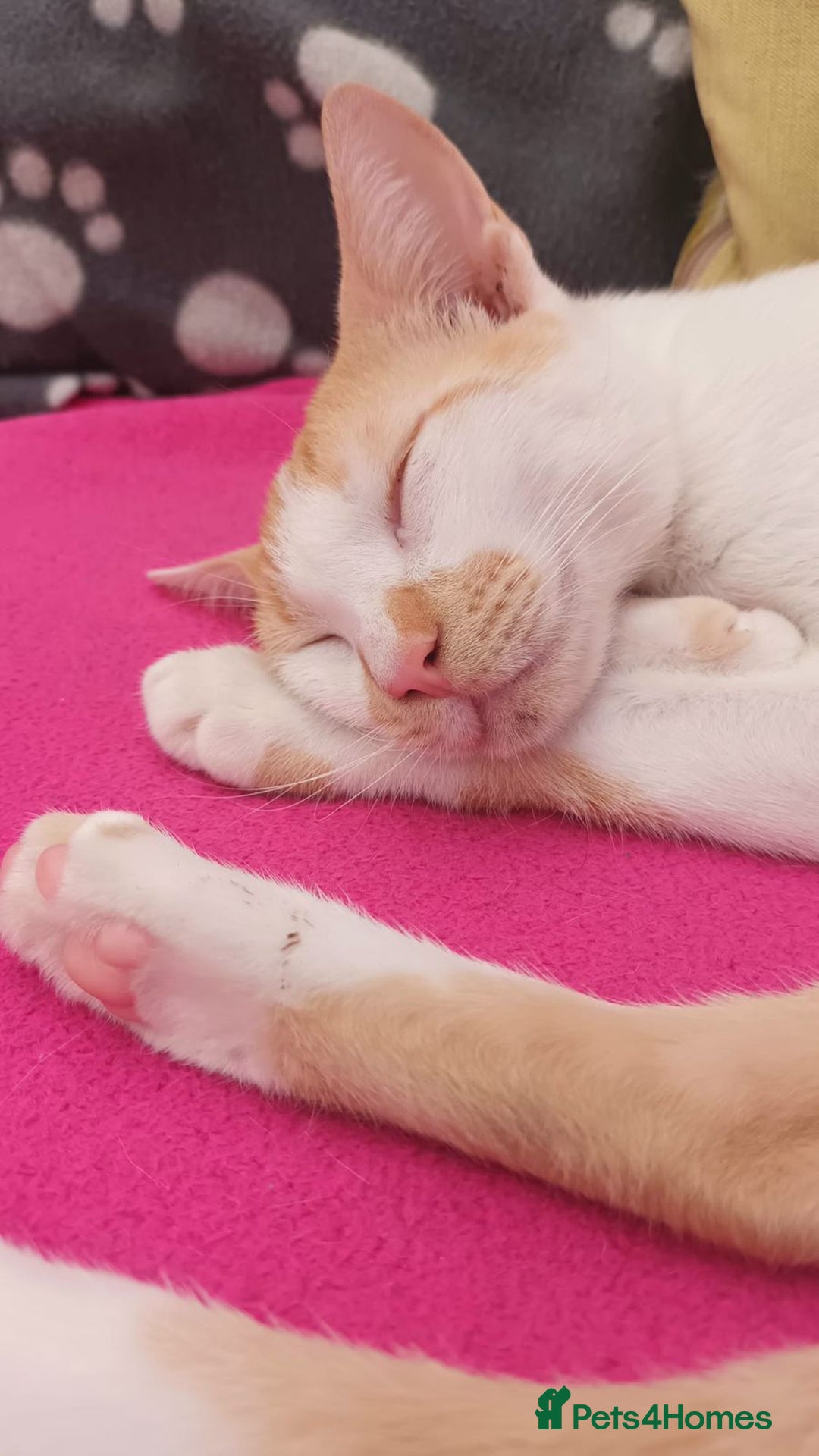 Mixed Breed cats for adoption: Sweet cuddly Carrot is a perfect family cat  - Image 3