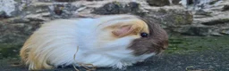 Guinea Pig rodents for sale: Sheltie female guinea pigs - Advert 5