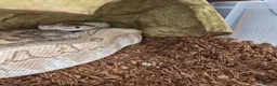 Python Snake reptiles for sale: Various Royal Pythons - Advert 6