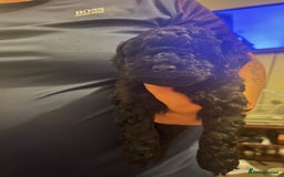 Toy Poodle dogs for sale: Last boy still available  - Advert 6