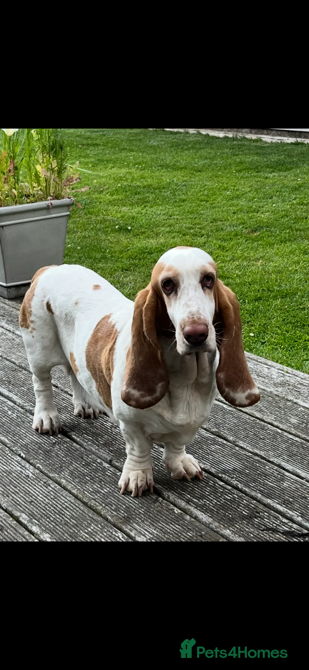 Basset Hound dogs for sale: Beautiful Basset babies due  - Advert 6