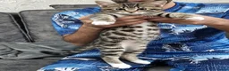 Bengal cats for sale: Beautiful Bengal × British Shorthair Kittens in Huddersfield - Advert 3