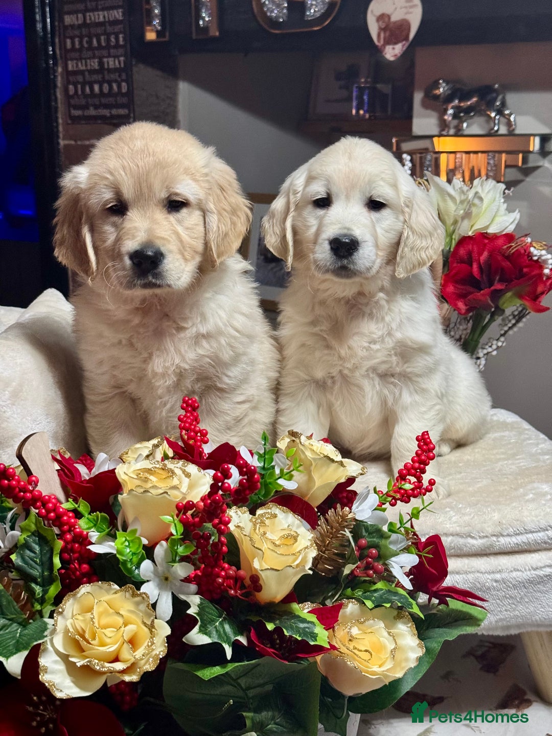 Golden Retriever dogs for sale: 10 gorgeous kc reg golden retriever puppies  - Advert 1