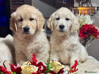 Golden Retriever dogs 10 gorgeous kc reg golden retriever puppies - Advert 3