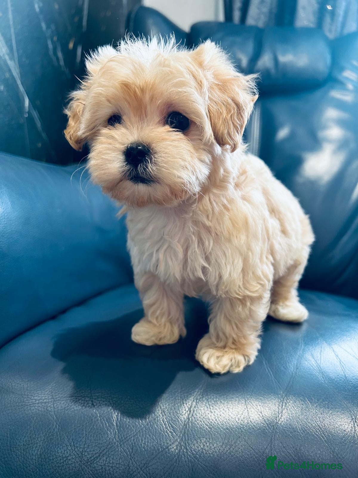 Maltipoo dogs Miniature Maltipoo Puppies - Advert 1