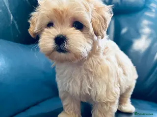 Maltipoo dogs Miniature Maltipoo Puppies - Advert 1