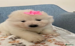 Samoyed dogs for sale: Beautiful Samoyed puppies  - Image 18