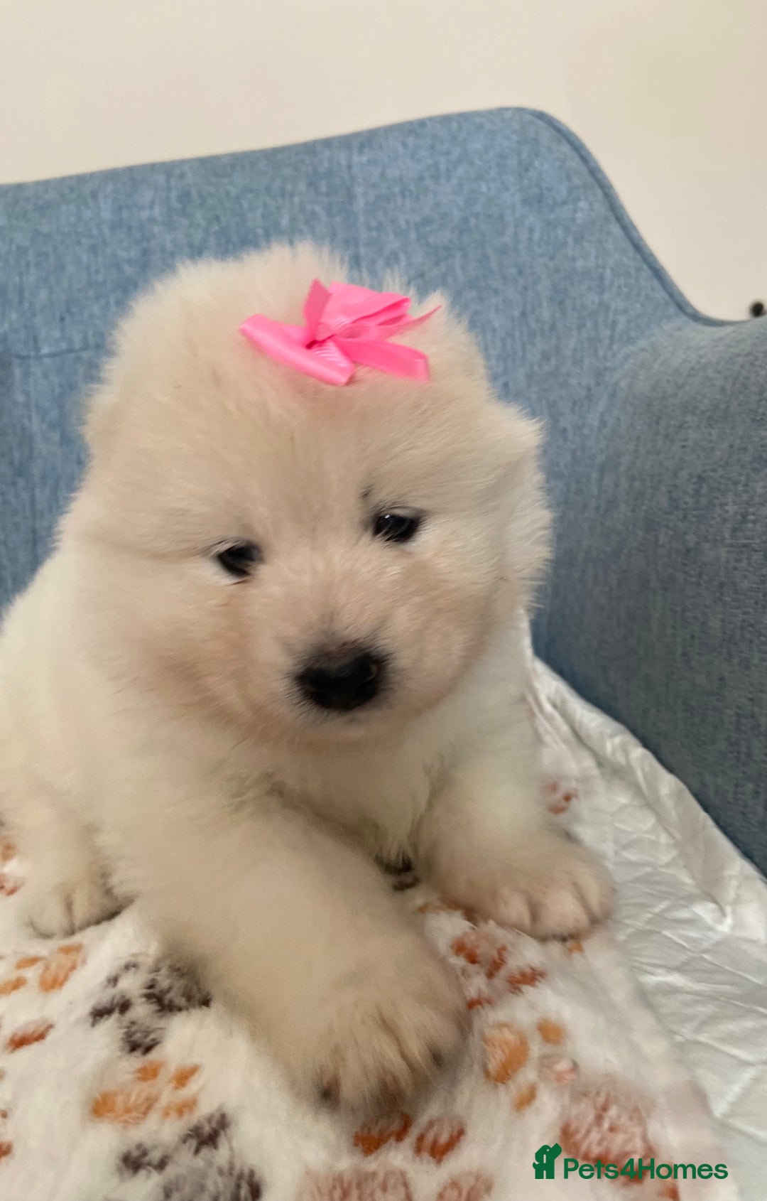Samoyed dogs for sale: Beautiful Samoyed puppies  - Image 18