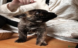 Mixed Breed dogs for sale: Beautiful French chows ready to leave!  - Image 13