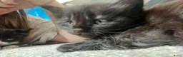 Maine Coon cats for sale: Tuxedo Maine coon kittens  - Advert 3