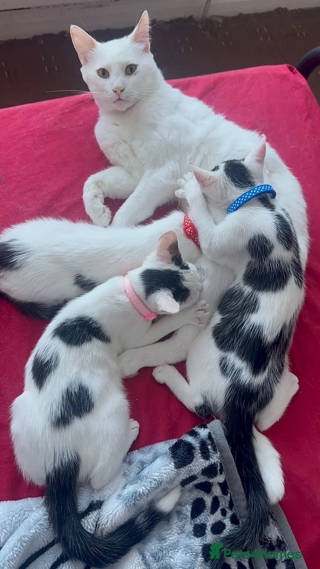Mixed Breed cats for sale: White Black Kittens - Advert 20