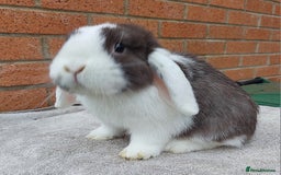 Mini Lop rabbits for sale: ☆ Chocolate White Ear Split Doe ☆ - Image 3
