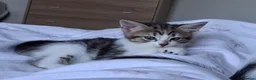Mixed Breed cats for sale: Litter of 7 ready to leave - Advert 4