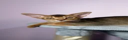 Abyssinian cats for sale: Gorgeous Abyssinian ruddy girls🤎❤️ - Advert 22