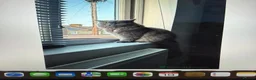 British Shorthair cats for sale: Sadly to be rehome - Advert 3