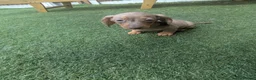 Miniature Dachshund dogs for sale: Mini dachshund  - Advert 11