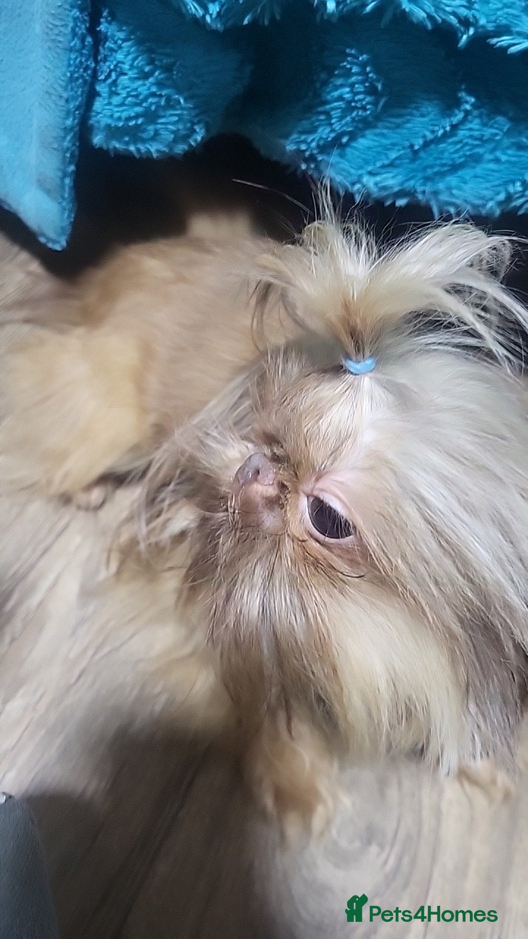 Shih Tzu dogs for stud: imperial orange/gold 1.7kg tiny boy for stud - Advert 8