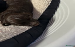 Cocker Spaniel dogs for sale: KC registered Cocker spaniel puppies  - Image 4