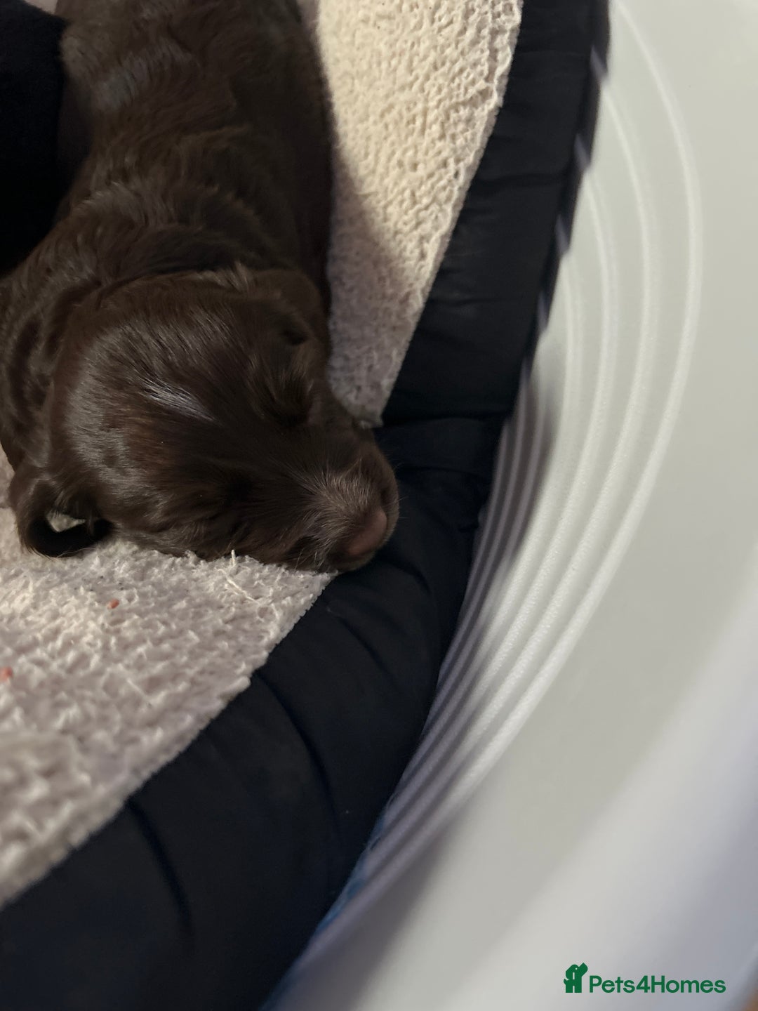 Cocker Spaniel dogs for sale: KC registered Cocker spaniel puppies  - Image 4