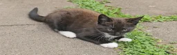 Mixed Breed cats for sale: Male kittens - Advert 6